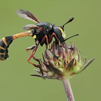 Physocephala rufipes 2 